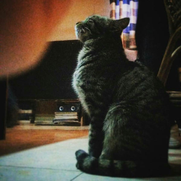 My cat - My, cat, Instagram, 