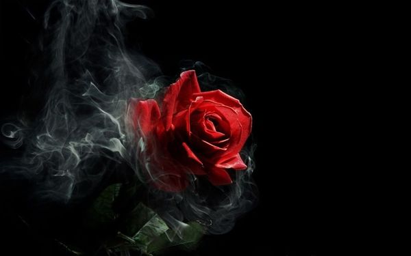 I am a rose - My, Poems, the Rose