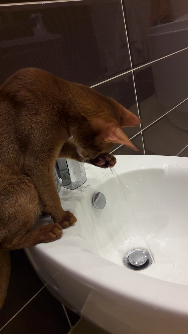Owner, we have a water meter ... Someone help me while I'm holding it! - My, cat, Abyssinian cat, Saving, Longpost