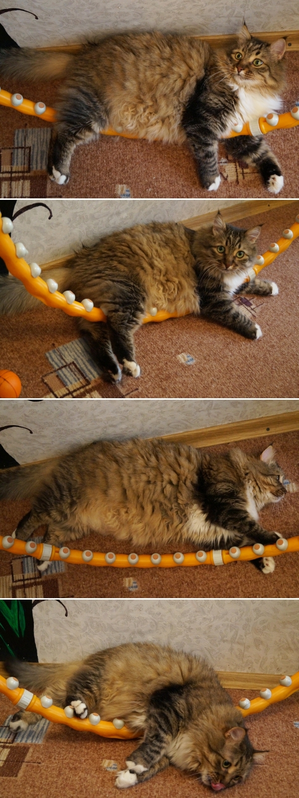Maximilian is losing weight for the summer!!! How can.....=) - My, cat, Catomafia, MAXIMILIAN, , Longpost