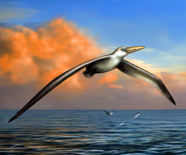 The largest flying birds on our planet - My, Paleontology, Birds, Giants, Longpost