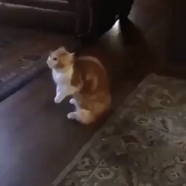Cat.exe не отвечает