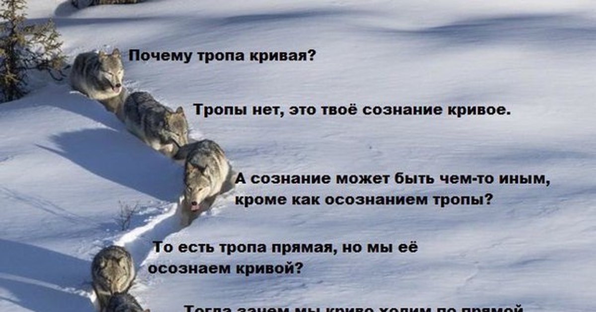 Прикольная картинка волки по снегу, днем рождения прошедшим