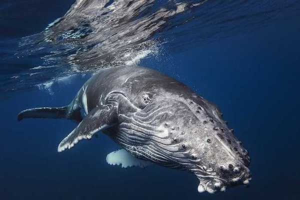 Why do whales jump out of the water? Scientists have found the answer - Animals, Whale