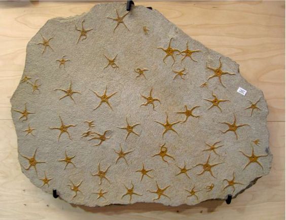 fossilized starfish - Fossils, Starfish, Paleontology, , Echinodermata