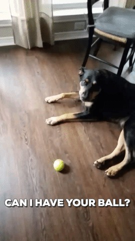 Могу я взять твой мячик?? Собака, Мяч, Нельзя, Гифка