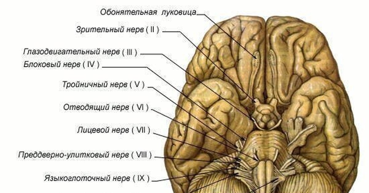 Место выхода нерва из мозга. Черепные нервы на мозге. 12 Черепно мозговых нервов анатомия. Места выхода 12 пар черепных нервов. Головной мозг 12 пар черепно мозговых нервов.