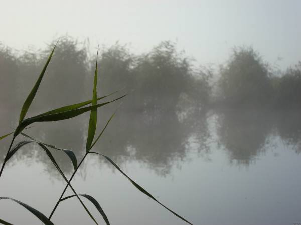 Lake on a foggy morning - My, Duck hunting, Lake, Fog