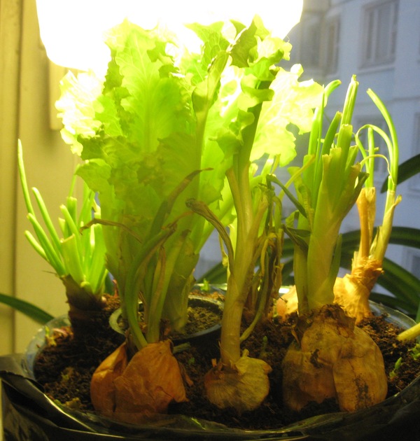 Growing vegetables. How it happens. ) - My, Garden, Vegetables, Onion, Salad, Potato, Hydroponics, Growing, Greenery