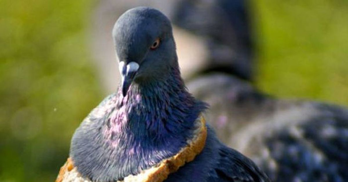 Голубь в пищу. Голубь ожерелье из хлеба. Голубь с хлебушком. Голубь с хлебушком. Mtredi.