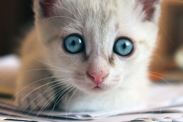 These eyes are opposite ... - My, cat, Blue eyes, Foundling