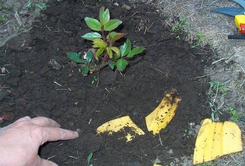 Как использовать банановую кожуру для комнатных цветов. Удобрение, Банан, Комнатные растения, Подкормка, Видео, Длиннопост