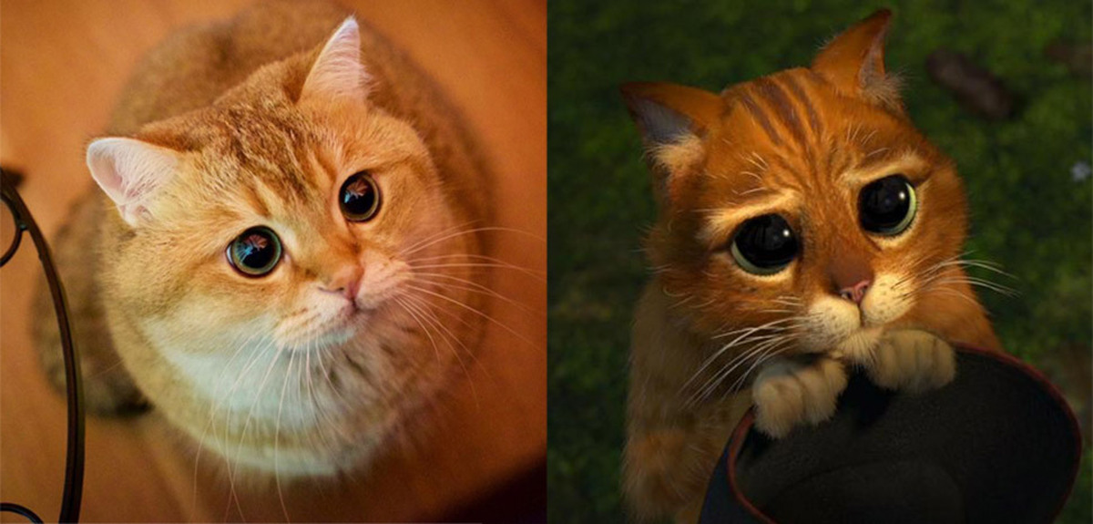 Просишь какое лицо. Кот Шрек глаза. Шрек кот в сапогах милые глазки. Котик из Шрека. Кот из Шрека с большими глазами.