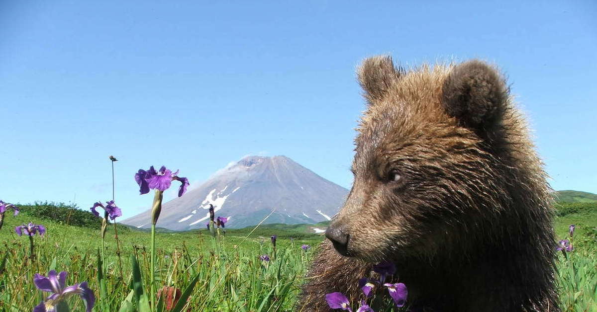 Fauna of russia. Дальний Восток Камчатка медведи. Медведь в природе.