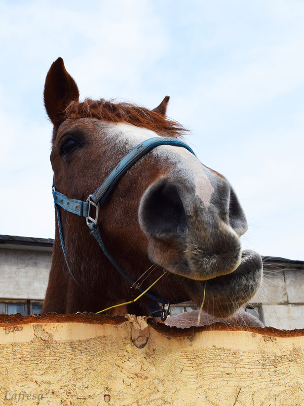 Plush horse noses (mi-mi-mi content!) - My, Horses, Horses, Milota, The photo, Video, Animals, Longpost