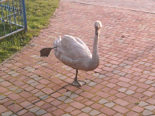 Birds love exercise - My, Sport, Birds