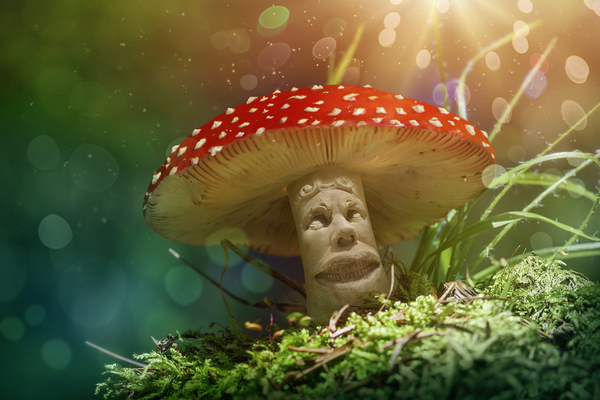 Mushroom Journey - My, Story, Story, Mushrooms, Trip, Travels, My, Psychedelic, Longpost