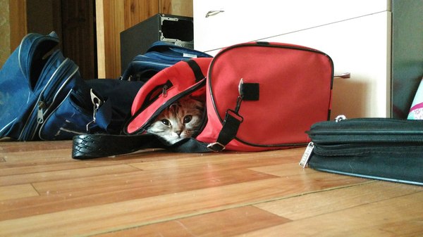 Time for a trip - My, cat, Travelers, Сумка