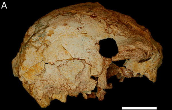 Ароэйра 3 – лобастый португалец - Антропогенез, Антропогенез ру, Археологические находки, Череп, Первобытное орудие, Наука, Длиннопост