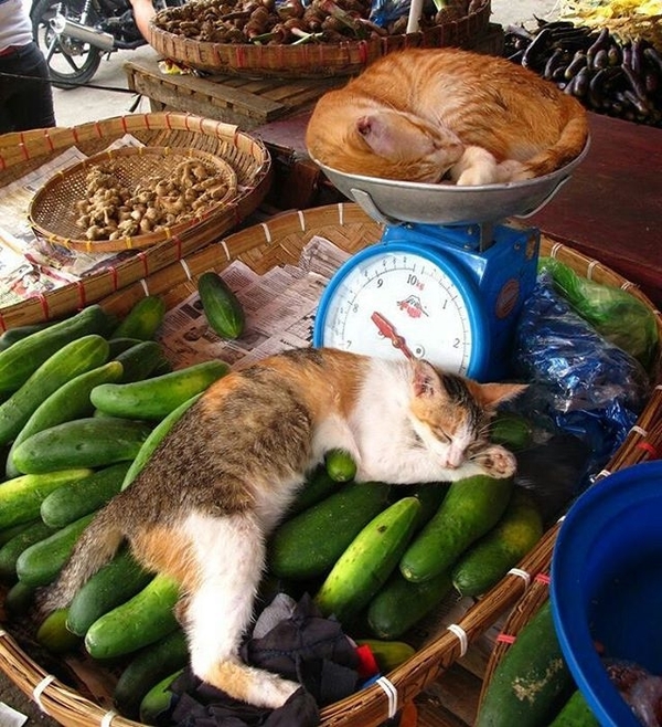 Traders - cat, 