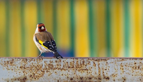 Goldfinches - My, Canon, Birds, My, Goldfinch, Photo hunting, Longpost