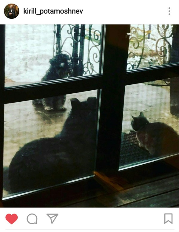 Leaving the house, I accidentally got to the meeting of my animals)) - Animals, The photo, Not mine, Instagram, Humor