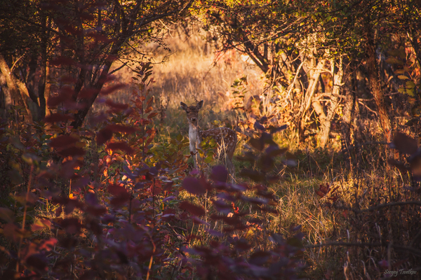 Little forest deer - My, My, Nature, Animals, The photo, Forest, Autumn