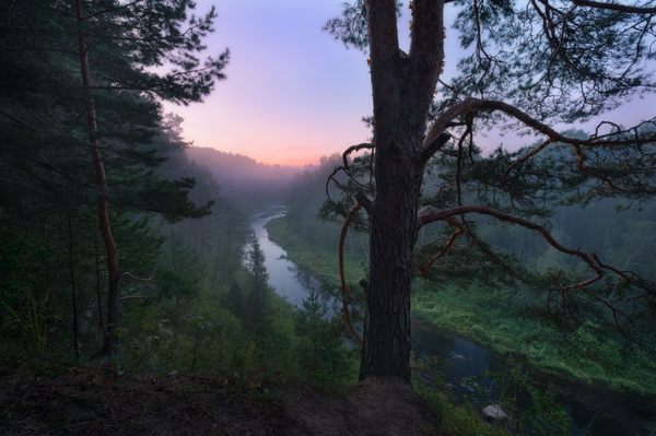 When lost in the forests of the Moscow region... - Nature, Forest, Moscow region, Russia, The nature of Russia, Longpost