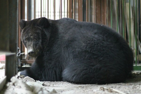 Need help, Pikabutians! The bear is in trouble! - Tomsk, Help, Animals, Helping animals, The Bears, Save, Longpost