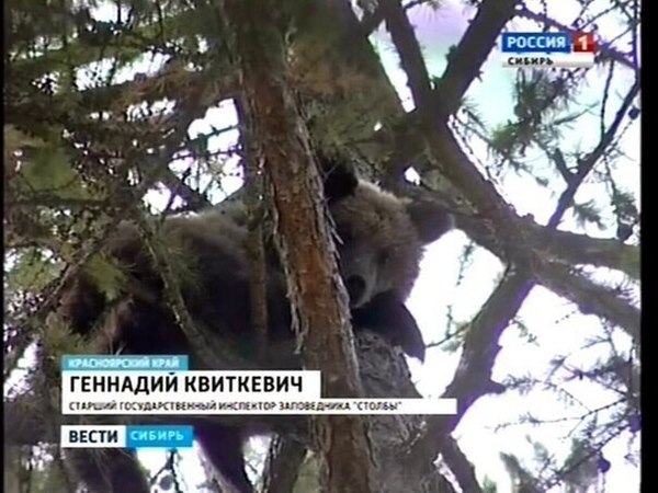 senior state inspector) - Russia, Reserves and sanctuaries, The Bears, Inspector, Honestly stolen, Not mine