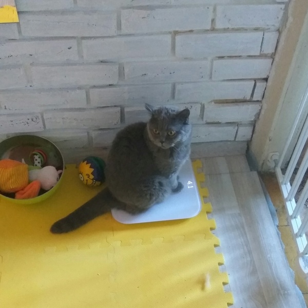 Nothing unusual, just my cat watching his weight - My, cat, Xiaomi