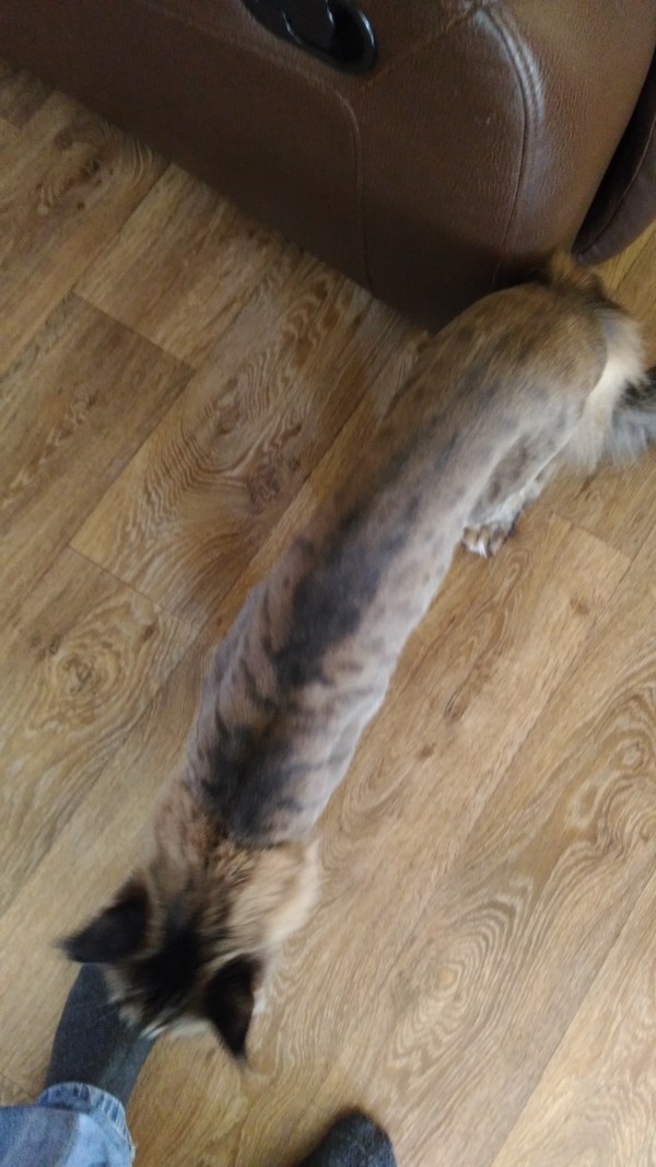 Sheared Maine Coon - Maine Coon, My, Longpost, cat