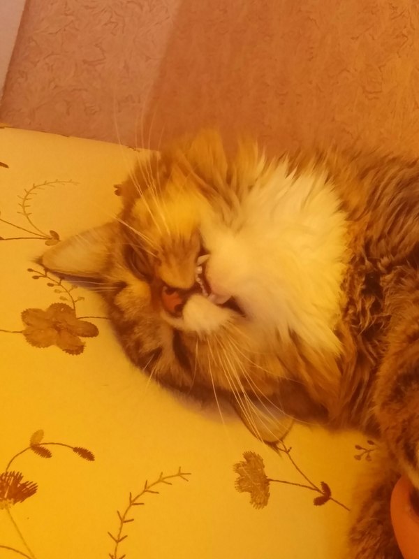 Котопес | Пикабу