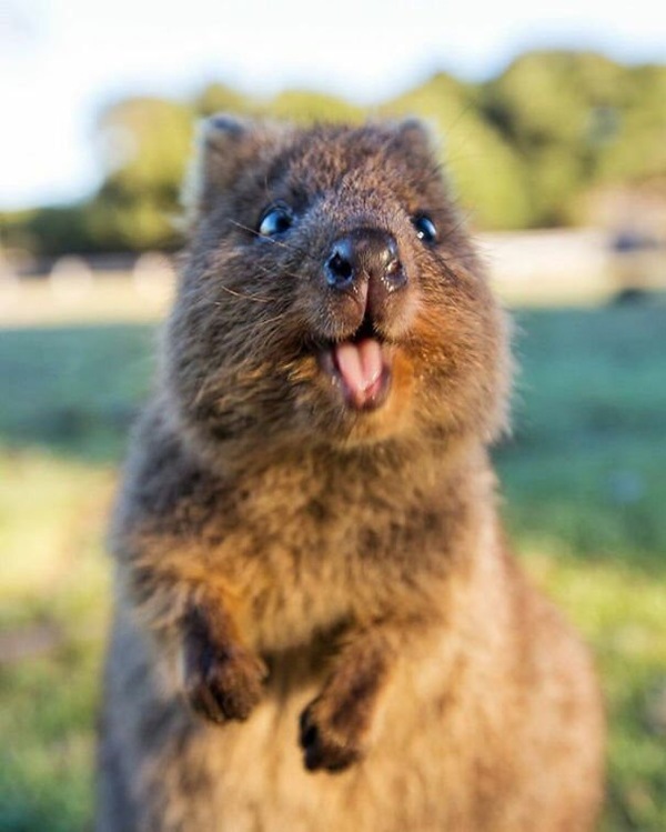 Friday everyone :o - Quokka, Happiness