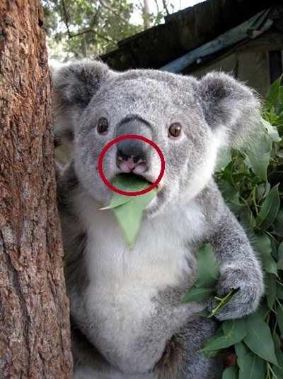 Koala like koala... - Koala, cat