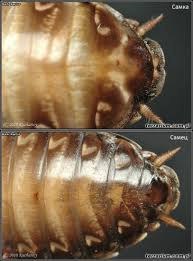 How to distinguish a female from a male in marbled cockroaches? - My, Marble cockroaches, Female, Male