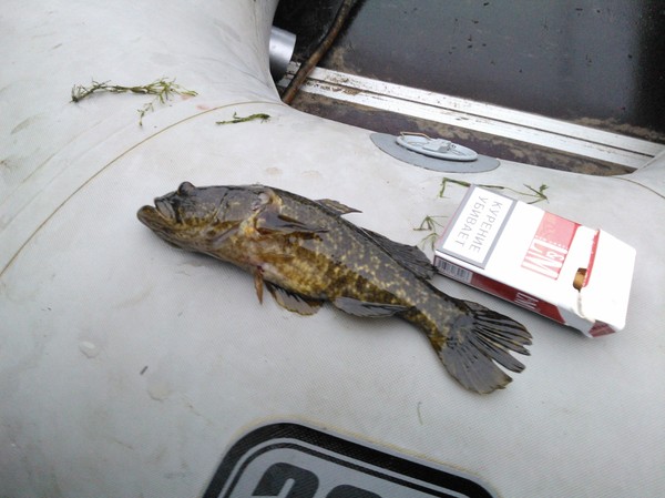 Rotanchik, Lake Sinyavinskoe, L.O. - My, Fishing, Lake, Rotan, Caught