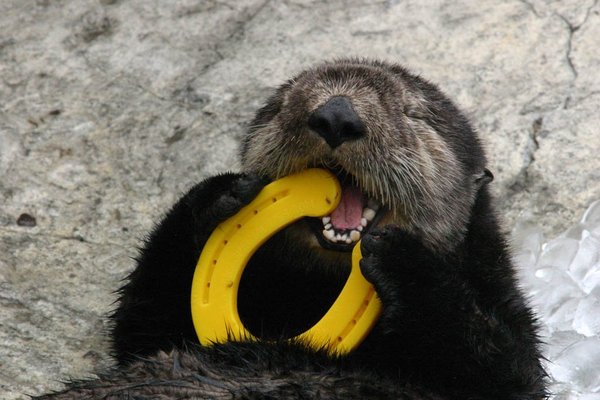 Even an otter can't hurt a little luck - Otter, Otters, Sea otter, Milota, Animals