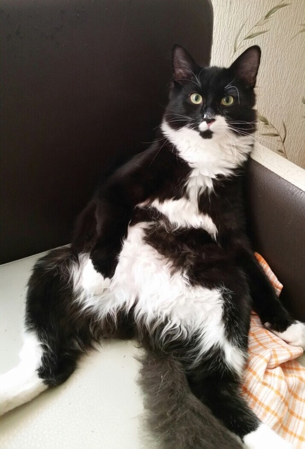 Котаны | Пикабу
