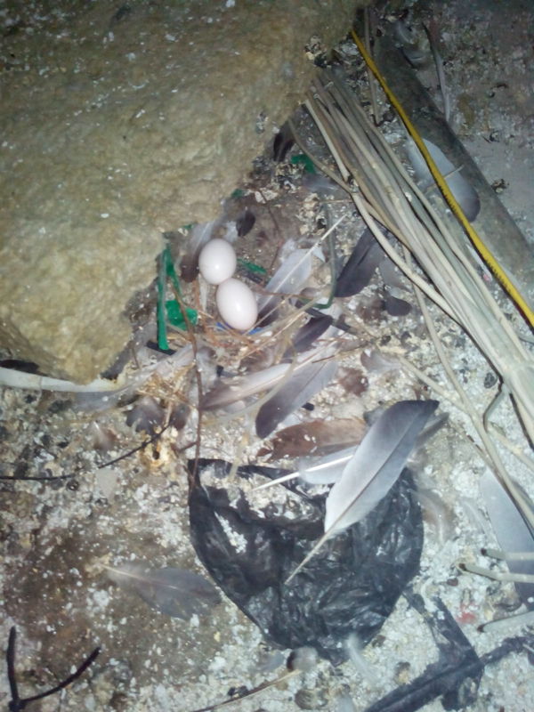 Everyday life of an installer-low power worker-young naturalist - My, Town, Attic, Birds, Feces