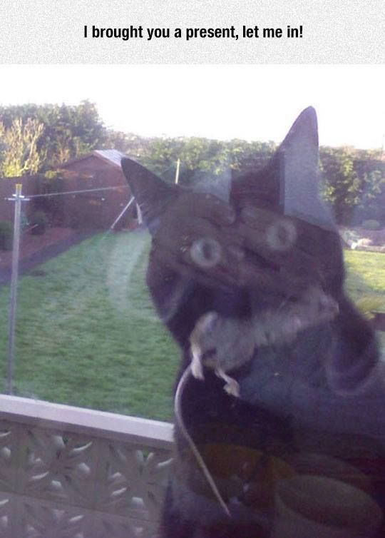 Sanya, open up, I brought you something to eat. - Sanya, cat, Hunter, , Mouse