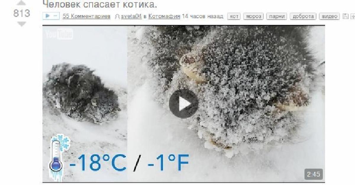 Бездомные коты зимой. Снеговик метель. Бездомные животные в мороз. Бездомные кошки зимой. Бездомные животные зимой.