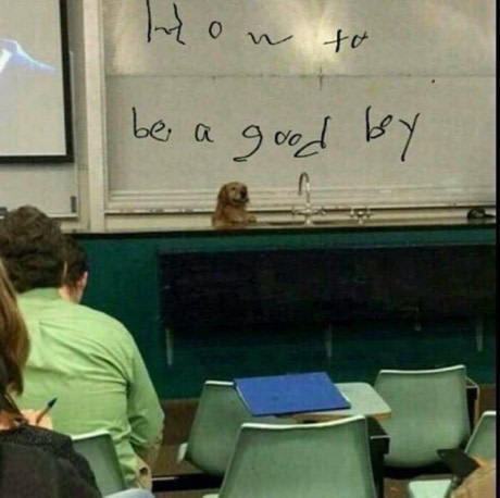 Lecture How to be a good boy - Dog, , Humor, Lecture