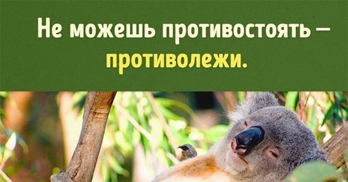 Не можешь противостоять. Не можешь противостоять противолежи. Совет дня не можешь противостоять противолежи. Смешные картинки не можешь противостоять противолежи. Не можешь противостоять противолежи картинка с котиком.