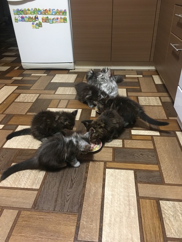 Kittens are growing fast - My, cat, gave birth, Longpost, Childbirth