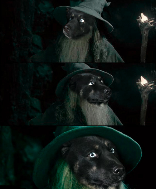 When I went to the wrong Mordor - My, Mordor, Dog, District