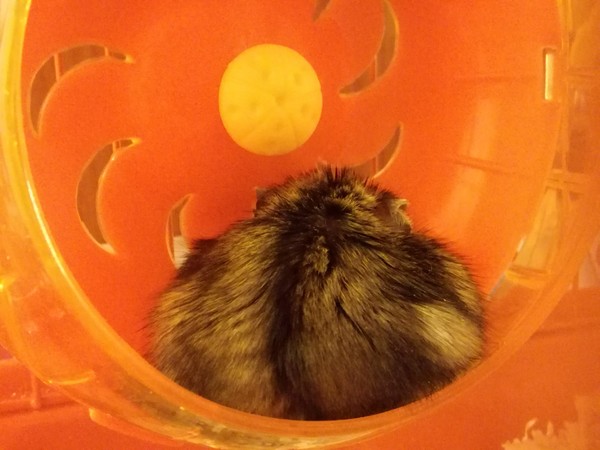 When they told the hamster that he was fat. - My, Hamster, , Thick, Pet, Dzungarian hamster, Pets