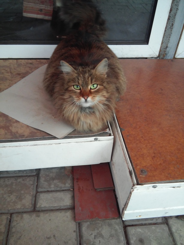 market cat - My, cat, Green eyes, Animals