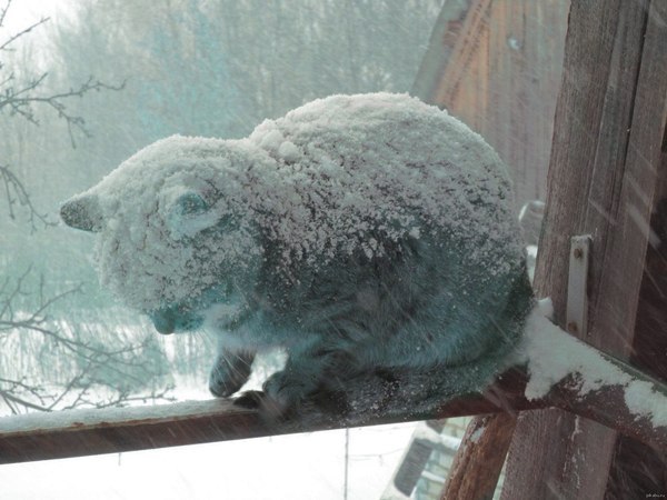 Саня не открыл - Кот, Зима, Холодно