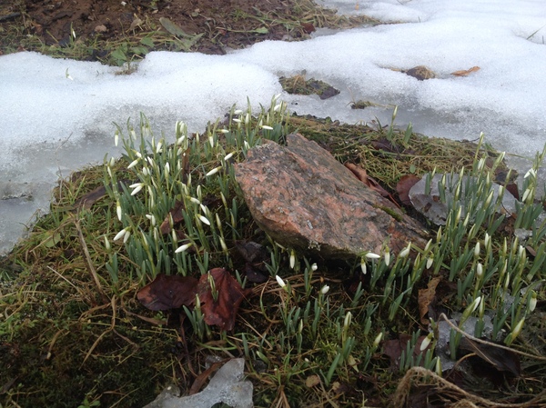 Spring - My, The photo, Spring, Saint Petersburg, Snowdrops, Snowdrops flowers